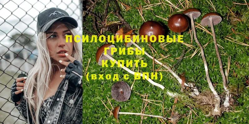 Псилоцибиновые грибы Psilocybe  Собинка 